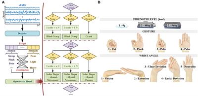 Compound motion decoding based on sEMG consisting of gestures, wrist angles, and strength